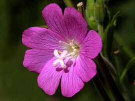 Borzas füzike - közelről 