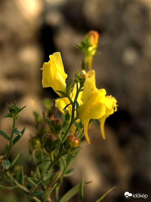 Képek a Remete-szurdokból 