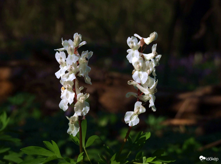 Az út második fele