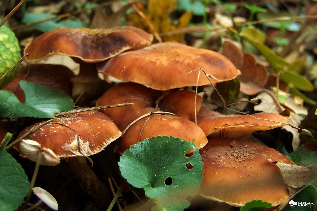 Képek a Remete-szurdokból 