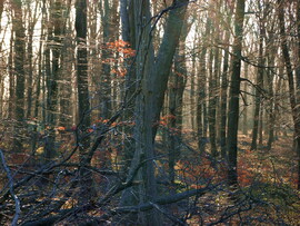 Erdő a ködhatár fölött 