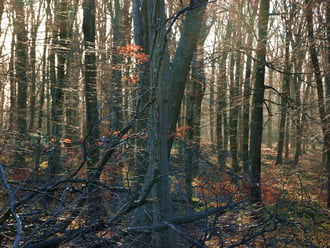 Erdő a ködhatár fölött 