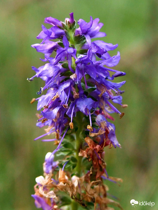 Képek a Remete-szurdokból 
