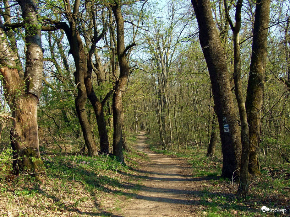 Út az erdőn át 