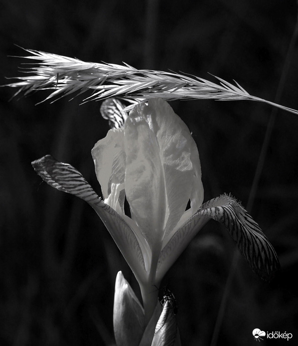 Art of nature :)
