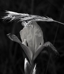 Art of nature :)