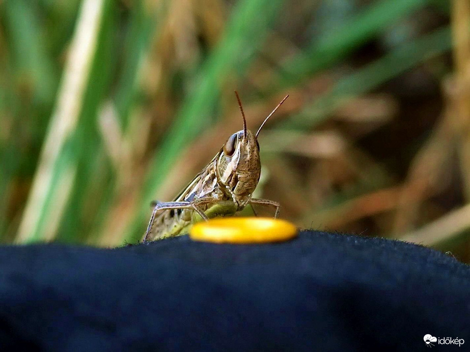 A kíváncsi sáska :)