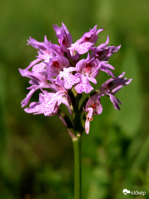 Szimmetria 
