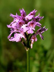 Szimmetria 