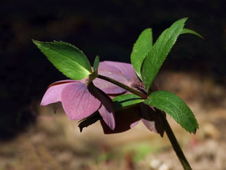 Felülnézet - Piroisló hunyor 