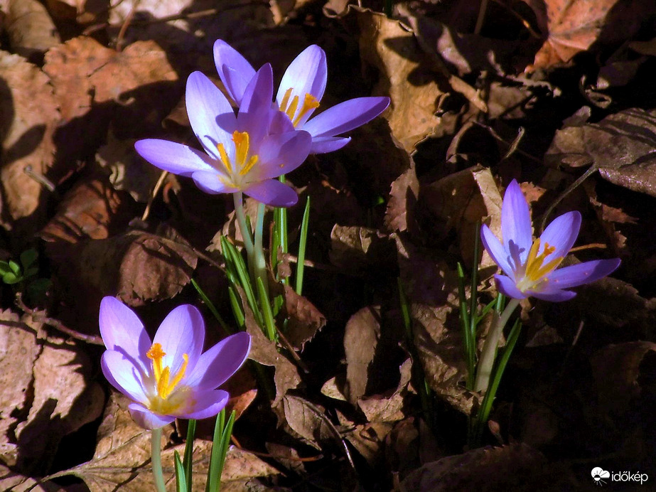 Nyílnak már, nyílnak a sáfrányok 