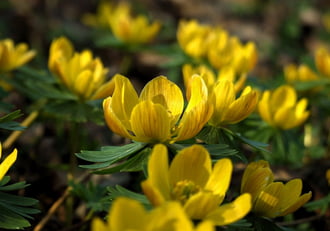 Túl vannak virágzásuk zenitjén a téltemetők 