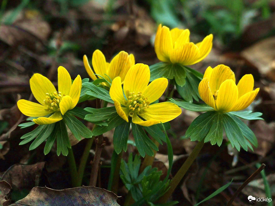 Virágom, virágom...:)