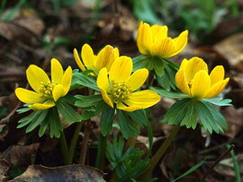 Virágom, virágom...:)