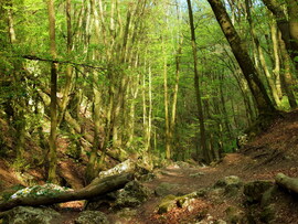 A pilisi vadonban 