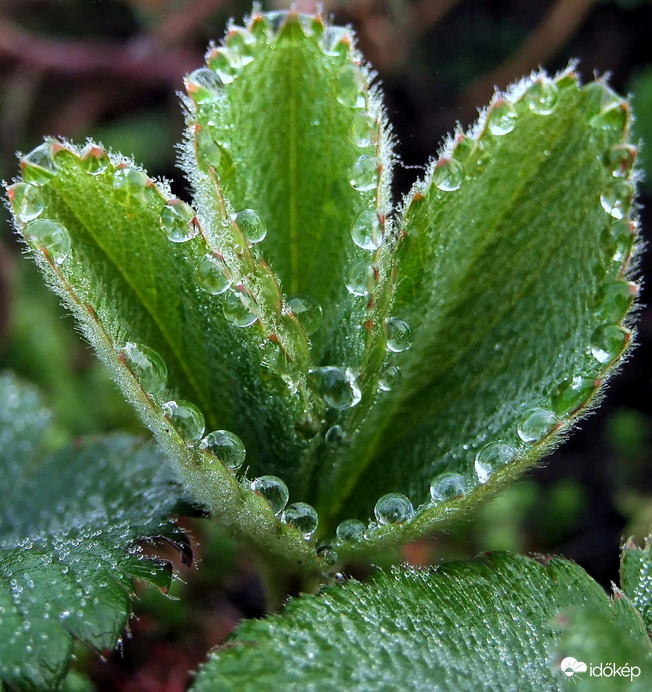 Páracseppes mintázat