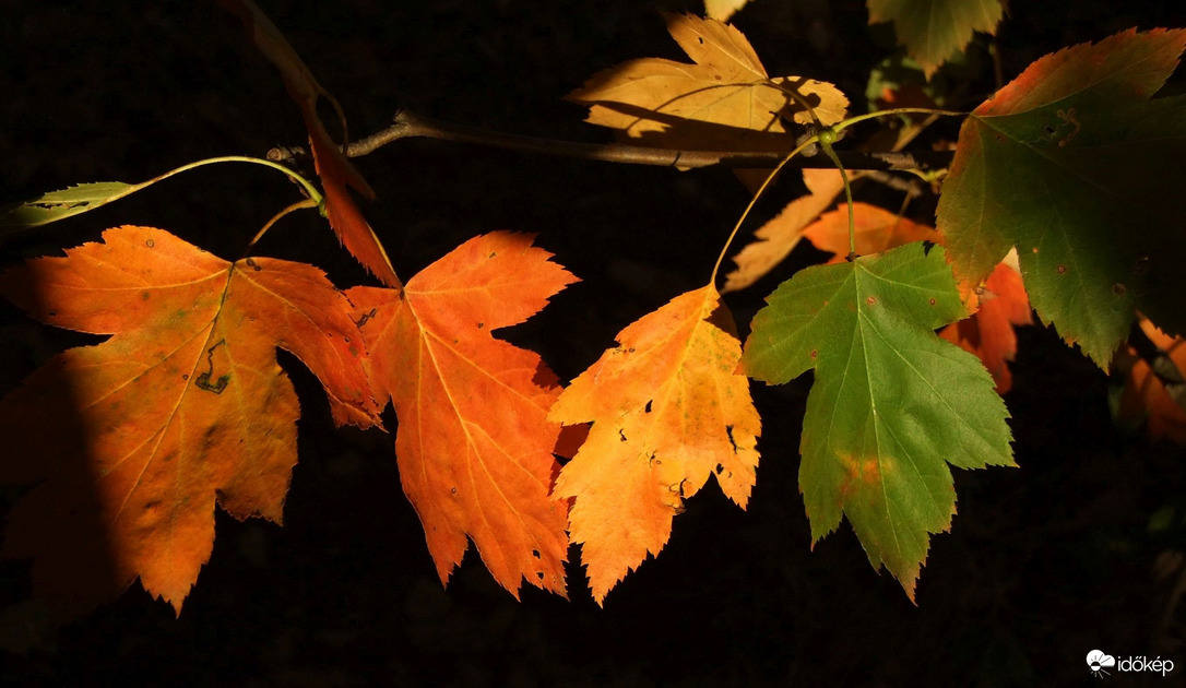 Csak levelek...:)
