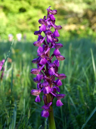 Agárkosbor orchidea