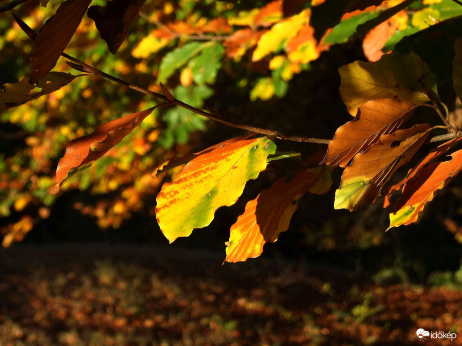Falevelek őszi fényben 