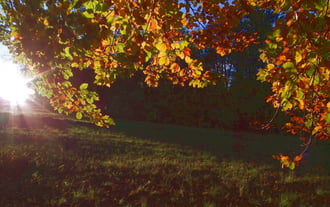 Falevelek őszi fényben 3.0 :)