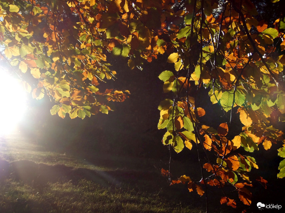 Falevelek őszi fényben 2.0 :)