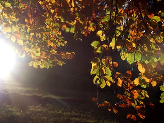 Falevelek őszi fényben 2.0 :)