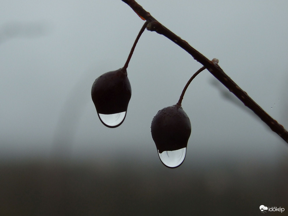 Páracseppek a szürkeségben 