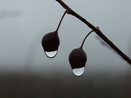 Páracseppek a szürkeségben 