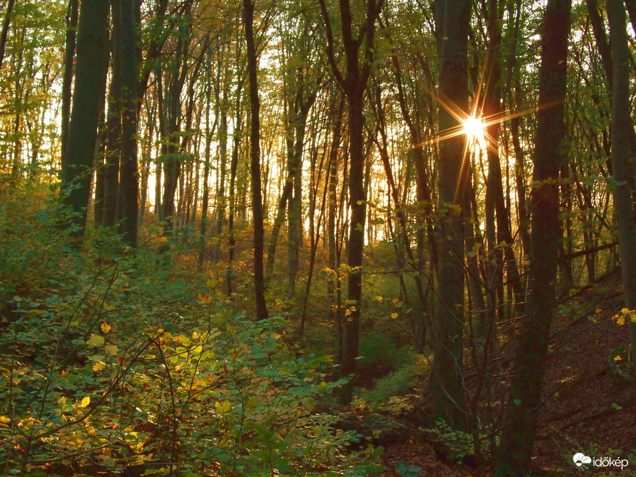 Erdő mélyén novemberben 