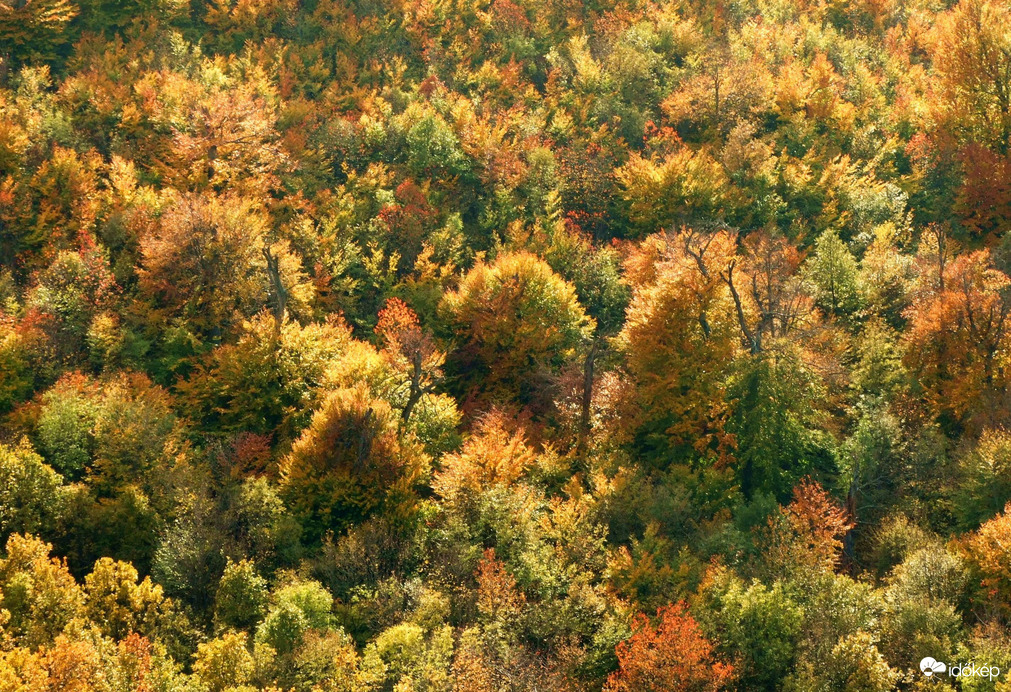 Alattam az őszi erdő :) 