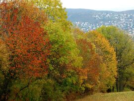 Őszi kirándulás - A Normafa és környéke ősszel 