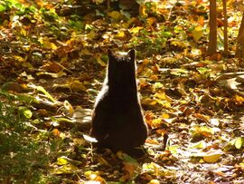 Ne szólj hozzám! :)