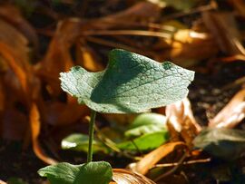 Élet a talajszinten 