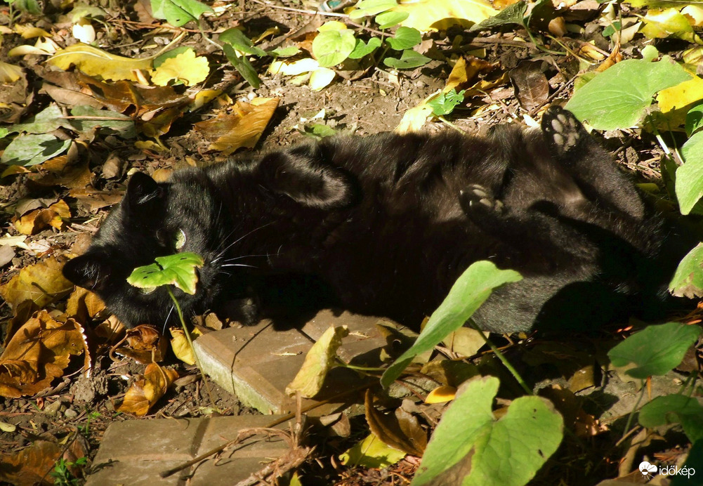 Meglesem ezt a gyanús alakot! :)