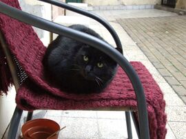 A másik cica fennmaradt!? :)