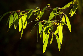Egy kis decemberi zöld 