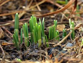 Hóvirág-kezdetek...