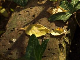 Délelőtti csendélet 