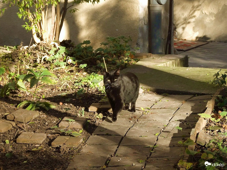 A kert ura birtokba veszi a területét :)