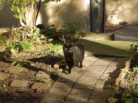 A kert ura birtokba veszi a területét :)