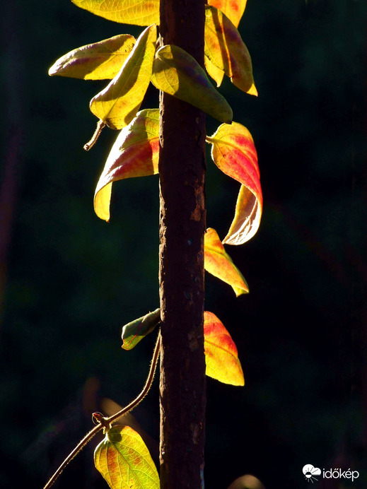 Csavaros technika...:) 