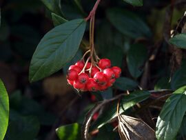 Találtam pirosat! :) 