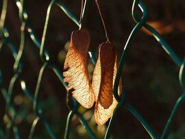 Függeszkedés ellenfényben :)