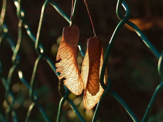 Függeszkedés ellenfényben :)