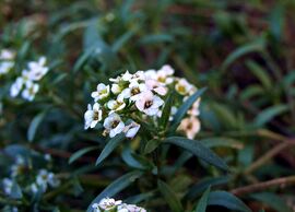 Virágzik a Mézvirág! :)