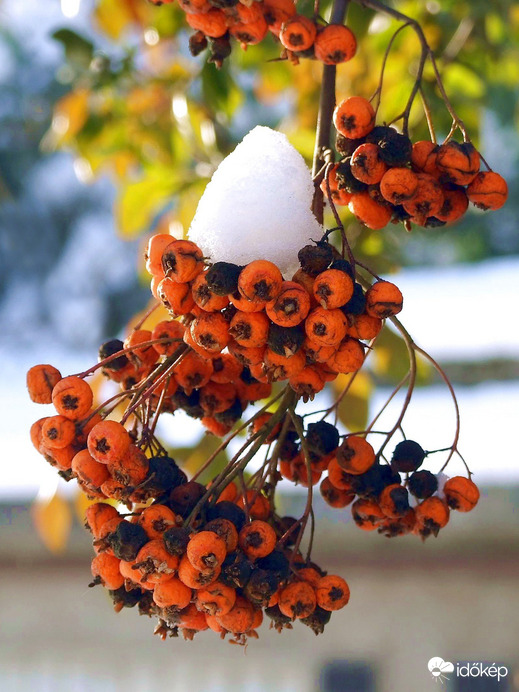 Fagyott madárbogyó, hósapkával tálalva :)