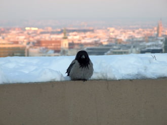 Havas, téli Budapest :) 