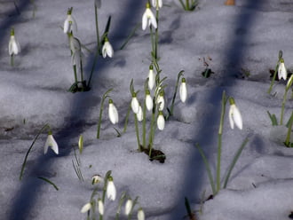 Lassan kiengednek a hóvirágok is 
