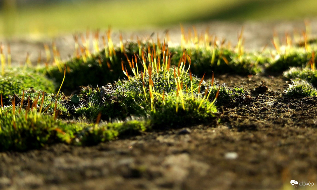 Élet a talajszinten 