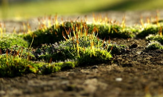 Élet a talajszinten 